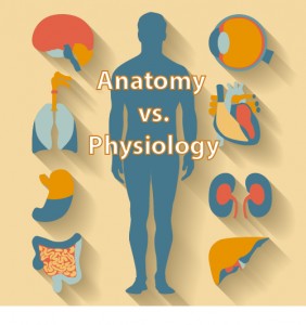 Difference between Anatomy and Physiology 1